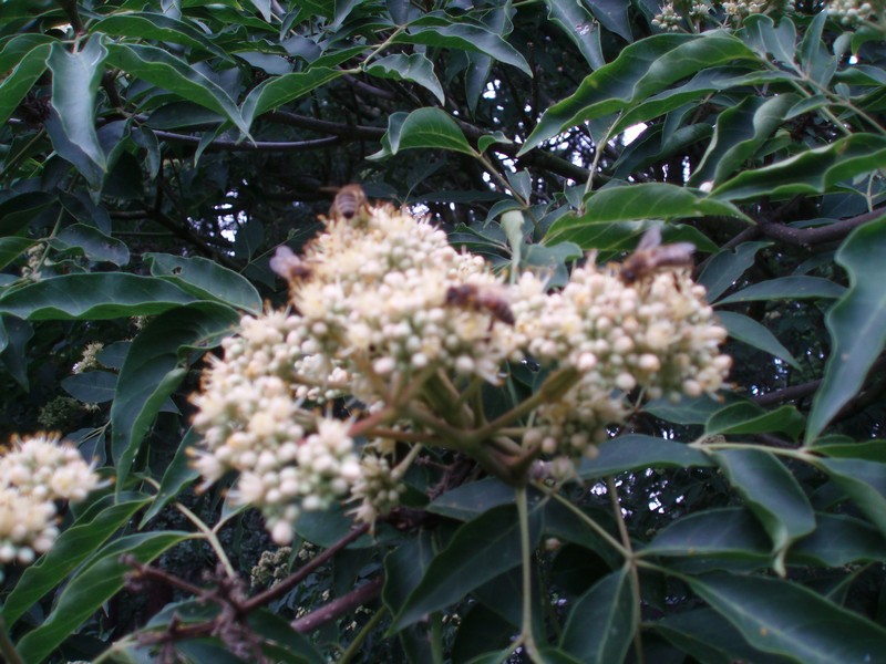 Evodie-včelí strom.1.jpg